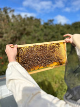 Load image into Gallery viewer, Beekeeping Mentor session