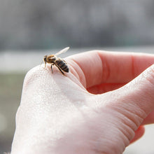 Load image into Gallery viewer, Beeswax 30g