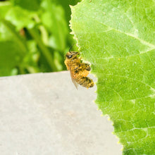 Load image into Gallery viewer, Raw Honey Lip Balm