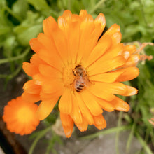 Load image into Gallery viewer, BEES PRE-ORDER (50% deposit)