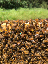 Load image into Gallery viewer, BEES PRE-ORDER (50% deposit)