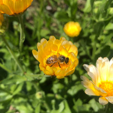 Load image into Gallery viewer, Raw Honey