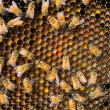 Load image into Gallery viewer, Raw Honey Lip Balm