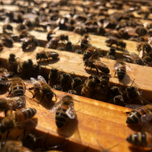Load image into Gallery viewer, Raw Honey
