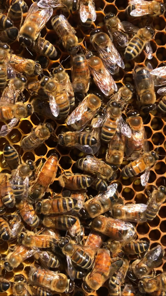 Spotting the Queen: How to Tell if They're Ready to Head a Colony