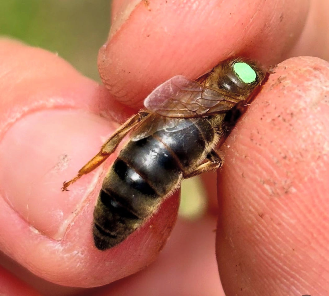 VIRGIN Caucasian Queen Bee Pre-Order