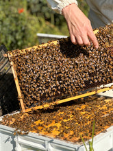 Load image into Gallery viewer, Beekeeping Mentor session
