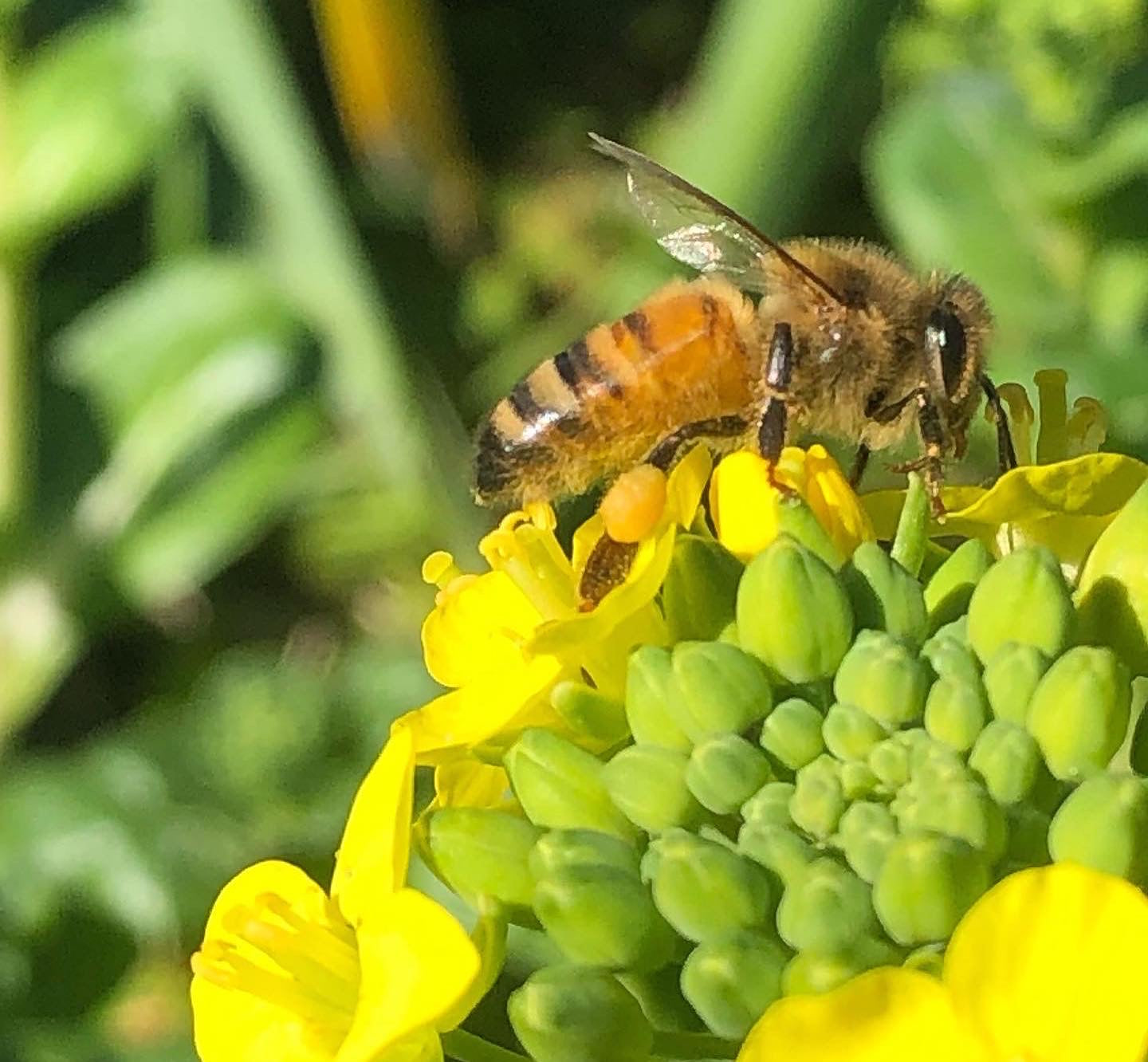 BEES PRE-ORDER (50% deposit) – ThatLocalHoney